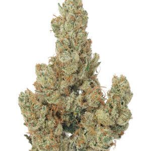 CBD Grapefruit Indoor