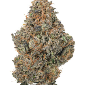 CBD Purple Haze Indoor